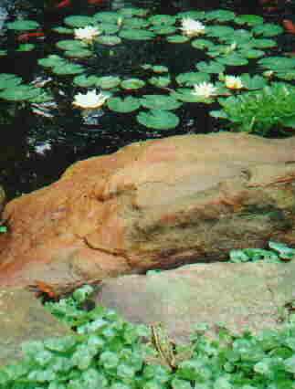 Frog at the pond edge