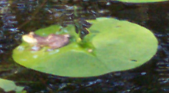 Frog on a lily pad