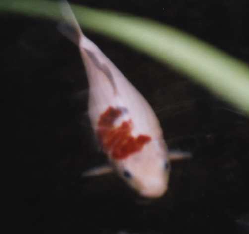 Sanke koi