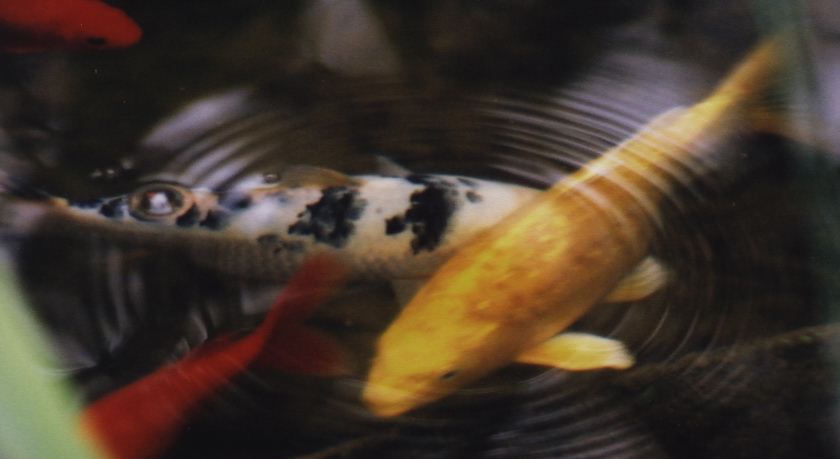 Yellow and white koi