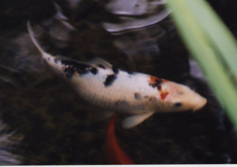 Sanke koi