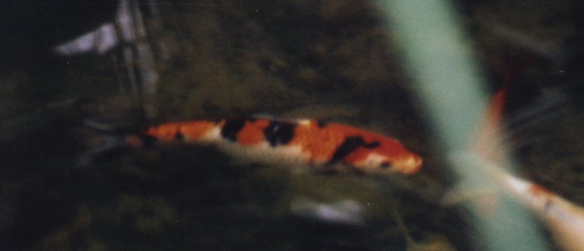 Sanke koi