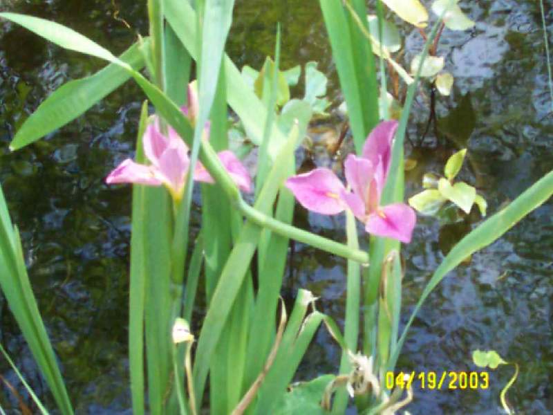 Lavender water iris