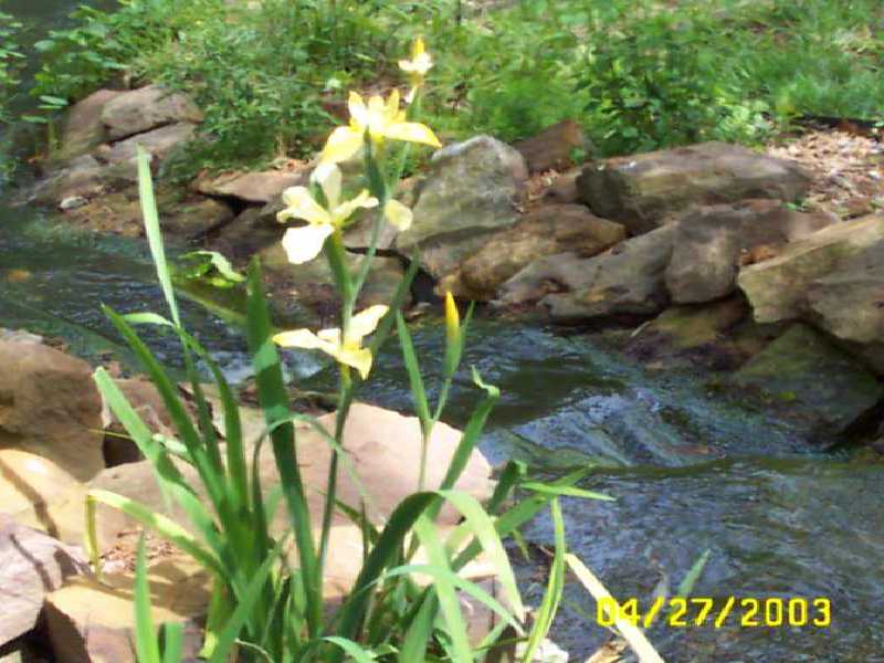 Yellow water iris