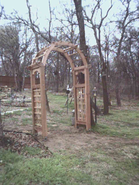 Cedar arbor in the trees